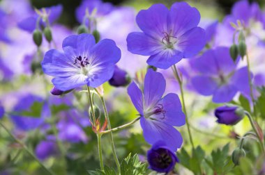 Cranesbills grup Sardunya Rozanne bloom, yeşil yapraklar, çiçekler demet çiçek,