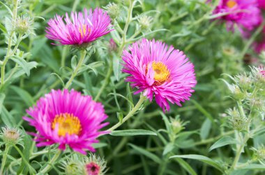 Symphyotrichum novi-belgii, New York aster, süs bitki çiçek