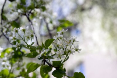 Saint Lucie kiraz Prunus mahaleb ağaç çiçek