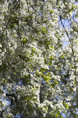 Saint Lucie kiraz Prunus mahaleb ağaç çiçek