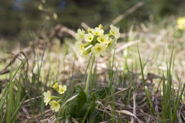 Primula veris elatior çiçek, kartal mountains, Çek Cumhuriyeti