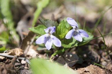 Viola odorata - ahşap çiçek menekşe