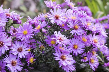 Symphyotrichum novae-angliae, Aster novae-angliae, New England aster, Kıllı Mikael-daisy, Mikael papatya çiçek, sonbahar Otsu süs bitki