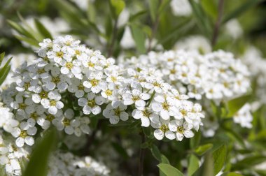 Alanlara cinerea, gri Grefsheim çiçekli çalı
