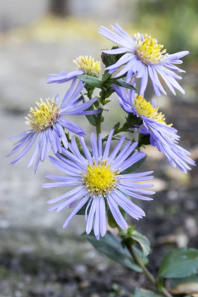 Symphyotrichum Novae Angliae Aster Novae Angliae New England Aster Michaelmas — Fotografia de Stock