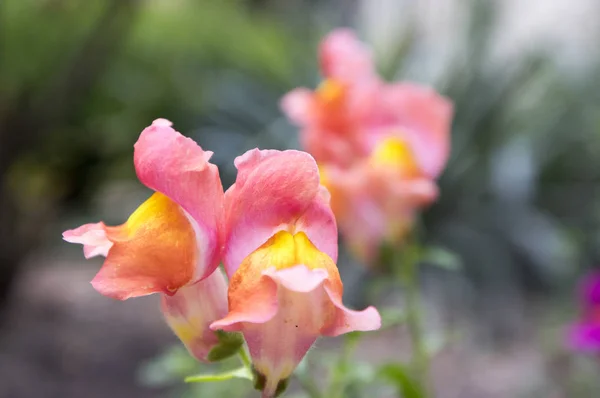 Antirrrhinum Majus Snapdragons Comuns Flor Rosa Laranja Flores Amarelas — Fotografia de Stock
