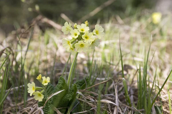 Primula Veris Elatior Bloom Montañas Del Águila República Checa — Foto de Stock