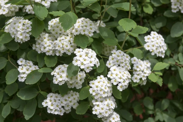 Spiraea Cantoniensis Spiraea Vanhoutblem Bloom — стоковое фото