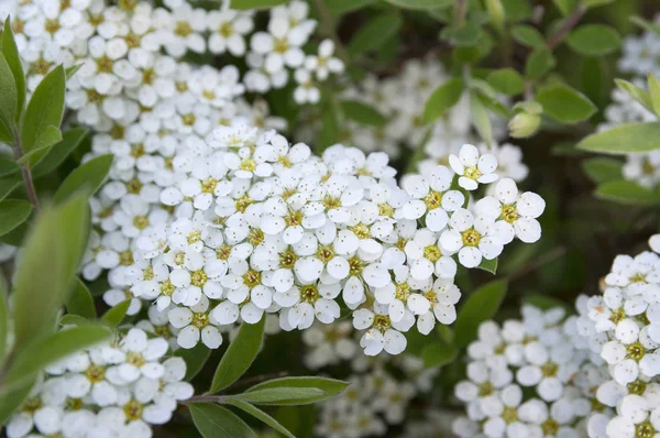 Spiraea Cinerea Gray Grefsheim Kvetoucí Keř — Stock fotografie