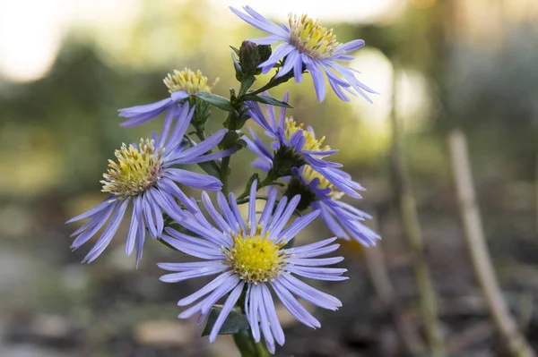 Symphyotrichum Novae Angliae Aster Novae Angliae New England Aster Kıllı — Stok fotoğraf