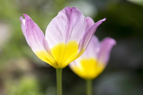Zwei Tulpen Saxatilis Fliederwunder Blüte Hell Blühende Tulpe — Stockfoto