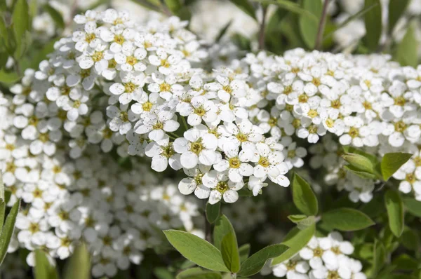 Spiraea Cinerea Gray Grefsheim Kvetoucí Keř — Stock fotografie