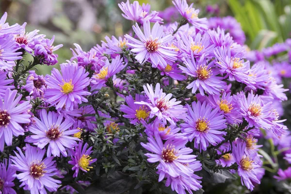 Symphyotrichum novae-angliae, Aster novae-angliae, New England aster, Kıllı Mikael-daisy, Mikael papatya çiçek, sonbahar Otsu süs bitki