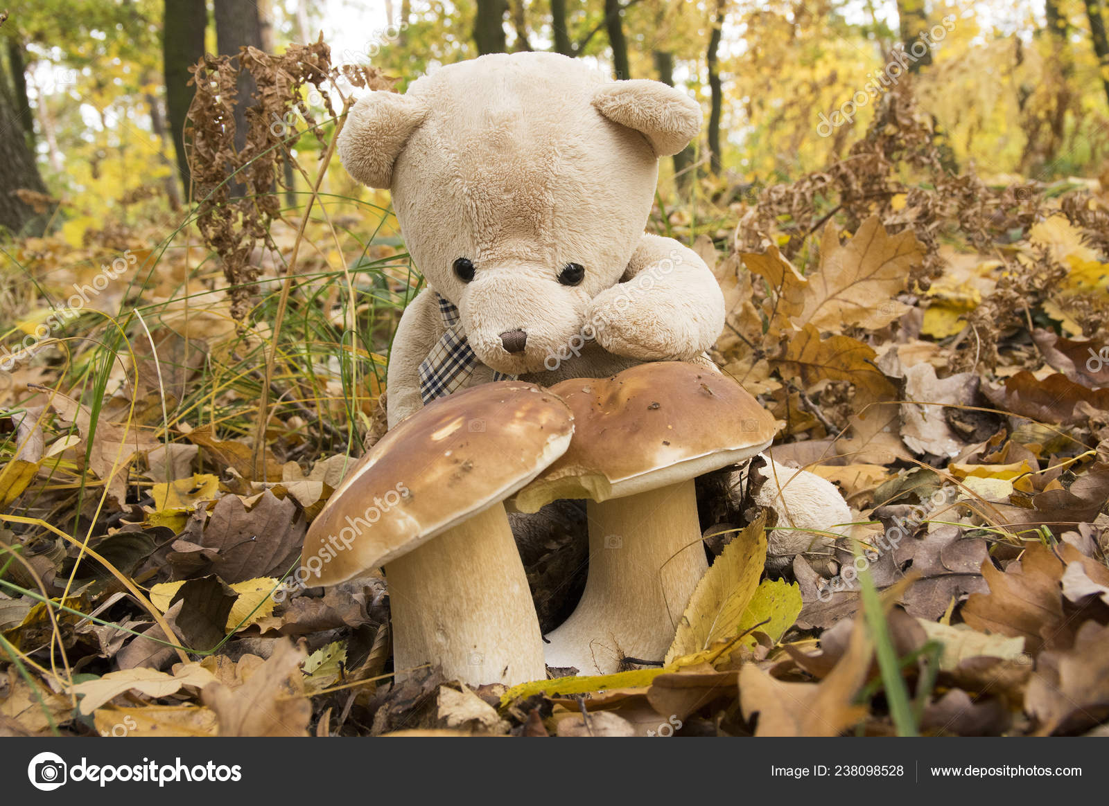 mushroom teddy