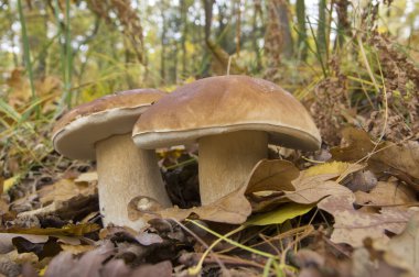Boletus Mantarı, penny topuz, cep, porcino, porcini, çok lezzetli ve en sevdiğim mantar