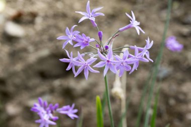 Tulbaghia violacea, toplum sarımsak, pembe Agapanthus'tan almıştır
