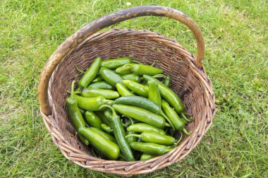 Capsicum Annuum, Jalapeno Herkül, içinde sıcak meyve hasat unripened yeşil çim hasır sepet örgülü