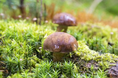Çörek badius, Imleria badia, bay bolete, iki yenilebilir mantar kapaklar üzerindeki yağmur damlaları ile