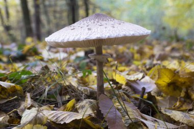 Konradii Macrolepiota lezzetli yenilebilir mantar ormandaki sonbahar sezon