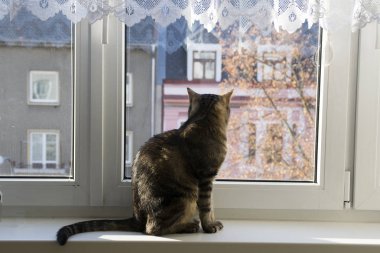 Üzgün ifade kenarında oturan kedi