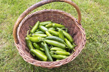 Capsicum Annuum, Jalapeno Herkül, içinde sıcak meyve hasat unripened yeşil çim hasır sepet örgülü