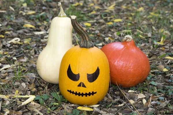 Winter squash, creeping plant, round, oblate, oval shape cucurbita pepo styriaca, used for Styrian pumpkin seed oil, ready for halloween with scary painted face