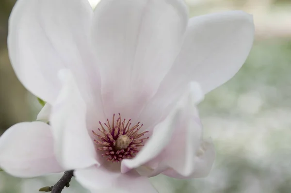 Kwitnąca Magnolia Soulangeana Ornamenta Piękne Wiosenne Kwiaty Czas — Zdjęcie stockowe
