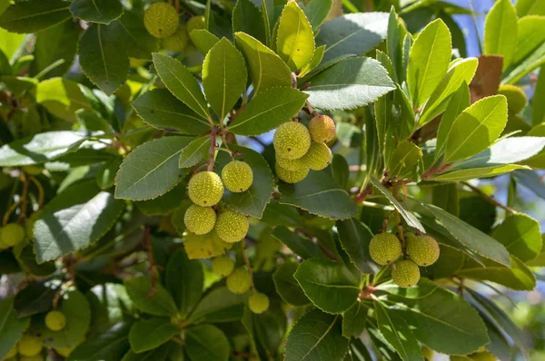 Arbutus unedo evergreen strawberry tree with yellow green unripened fruits, branches with fruits and leaves