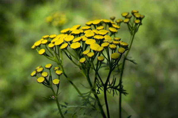 エゾヨモギギク オカダンゴムシ 共通タンジー苦いボタン牛咲いて 多年生草本開花外来植物苦い 金色ボタン — ストック写真