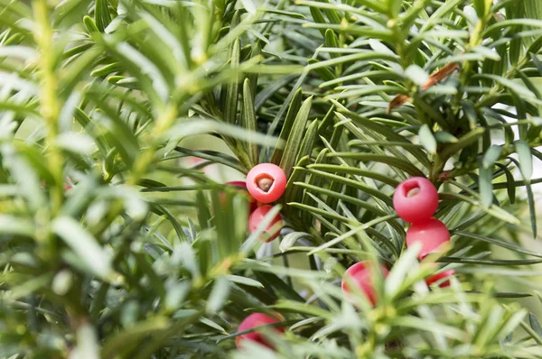 Taxus Baccata European Yew Conifer Shrub Poisonous Bitter Red Ripened — Stock Photo, Image