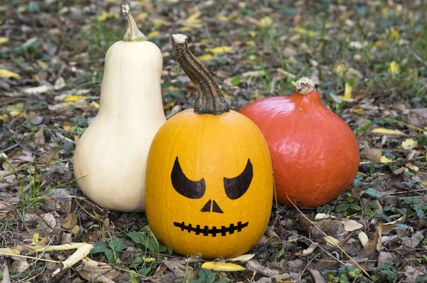 Winter squash, creeping plant, round, oblate, oval shape cucurbita pepo styriaca, used for Styrian pumpkin seed oil, ready for halloween with scary painted face