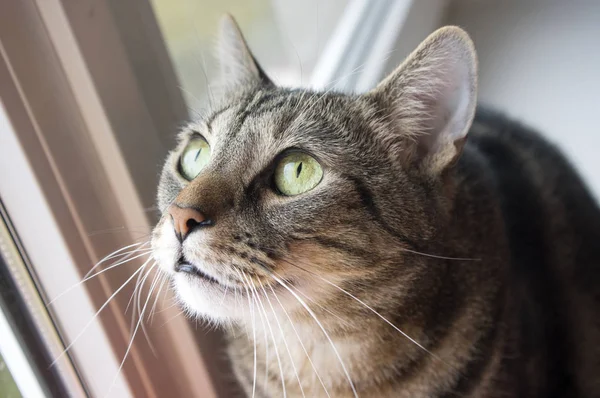 Cat with curious expression waiting for birds on windowsill