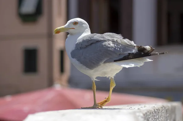 Larus Michahellis Pássaro Italiano Gaivota Pernas Amarelas Ponte Pedra Cidade — Fotografia de Stock