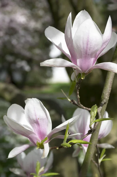 Blossoming Magnolia Soulangeana Beautiful Ornamenta Spring Time Flowers — Stock Photo, Image