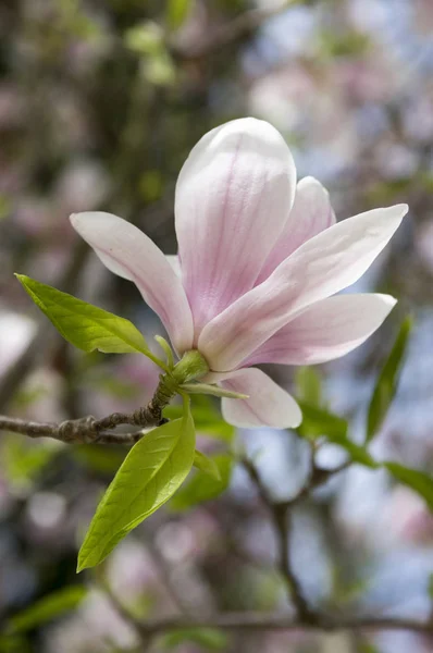 Blossoming Magnolia Soulangeana Beautiful Ornamenta Spring Time Flowers — Stock Photo, Image