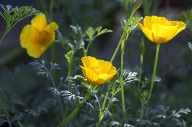 Eschscholzia californica, Kaliforniya haşhaş, altın poppy, California güneş ışığı, altın çiçek fincan