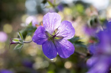 Cranesbills group of flowers, Geranium Rozanne in bloom, green leaves, bunch of flowers clipart