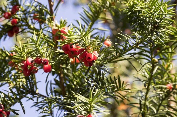 Taxus Baccata European Yew Conifer Shrub Poisonous Bitter Red Ripened — Stock Photo, Image