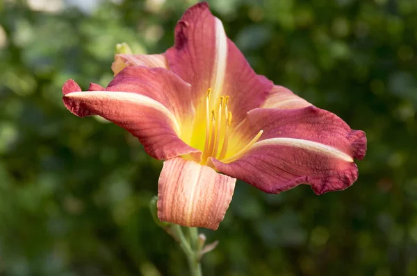 Hemerocallis fulva, the orange day-lily, tawny daylily, tiger daylily, fulvous daylily, ditch lily in bloom