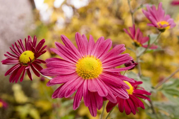 Chrysantheme Indicum Indische Chrysantheme Oury Mama Blüht — Stockfoto
