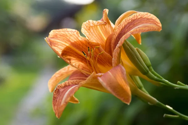 Hemerocallis Fulva Πορτοκαλί Μέρα Κρίνος Καστανόξανθο Daylily Τίγρη Daylily Fulvous — Φωτογραφία Αρχείου