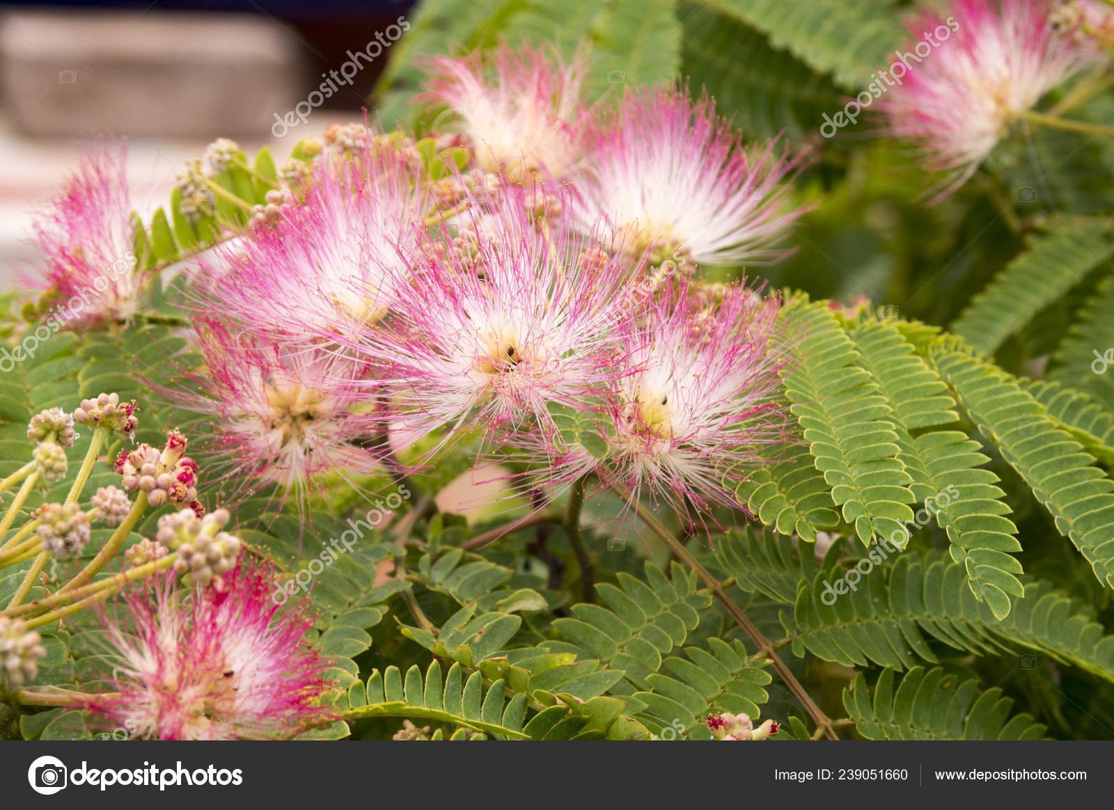 Albizia Julibrissin Persian Silk Tree Pink Silk Tree Bloom Stock Photo Image By C Ivusakzkrabice Albizia Julibrissin Persian Silk Tree Pink Silk Tree Bloom Stock Photo Image By C Ivusakzkrabice