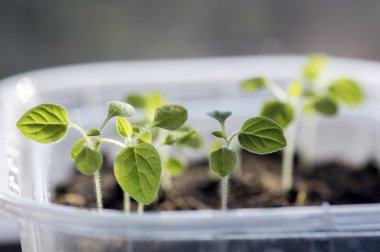 Grup sera, küçük ve kırılgan bitkiler içinde tek bir kap, makro görünümü, bitki precultivation, erken bahar küçük yeşil fidan