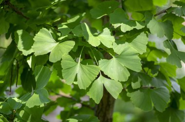 Ginkgo biloba ağacı dalları yeşil yaprakları, bitki ışığında şifa ile
