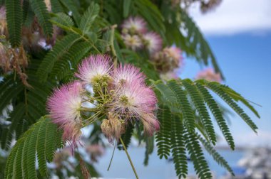 Albizia julibrissin süs çiçekli ağaç, pembe ve beyaz saç çiçekleri bloom, mavi gökyüzünde