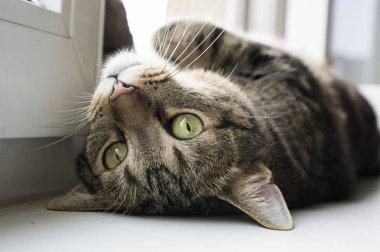 Dikkat çekmek için göz teması soran pencere yatan sıkılmış kedi. Komik yetişkin erkek kedi. Yeşil limon gözler