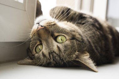 Dikkat çekmek için göz teması soran pencere yatan sıkılmış kedi. Komik yetişkin erkek kedi. Yeşil limon gözler