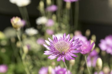 Xeranthemum annuum, yıllık sonsuz rengi bozulmayan çiçek çiçeklenme