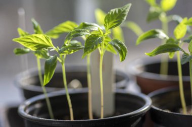 Grup sera, küçük ve kırılgan bitkiler içinde tek bir kap, makro görünümü, bitki precultivation, erken bahar küçük yeşil fidan