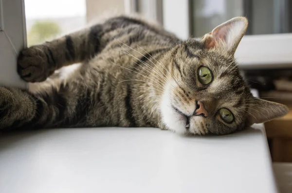 Bored Cat Lying Windowsill Asking Attention Eye Contact Funny Adult — Stock Photo, Image